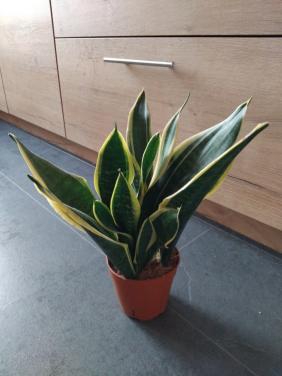 Sanseveria