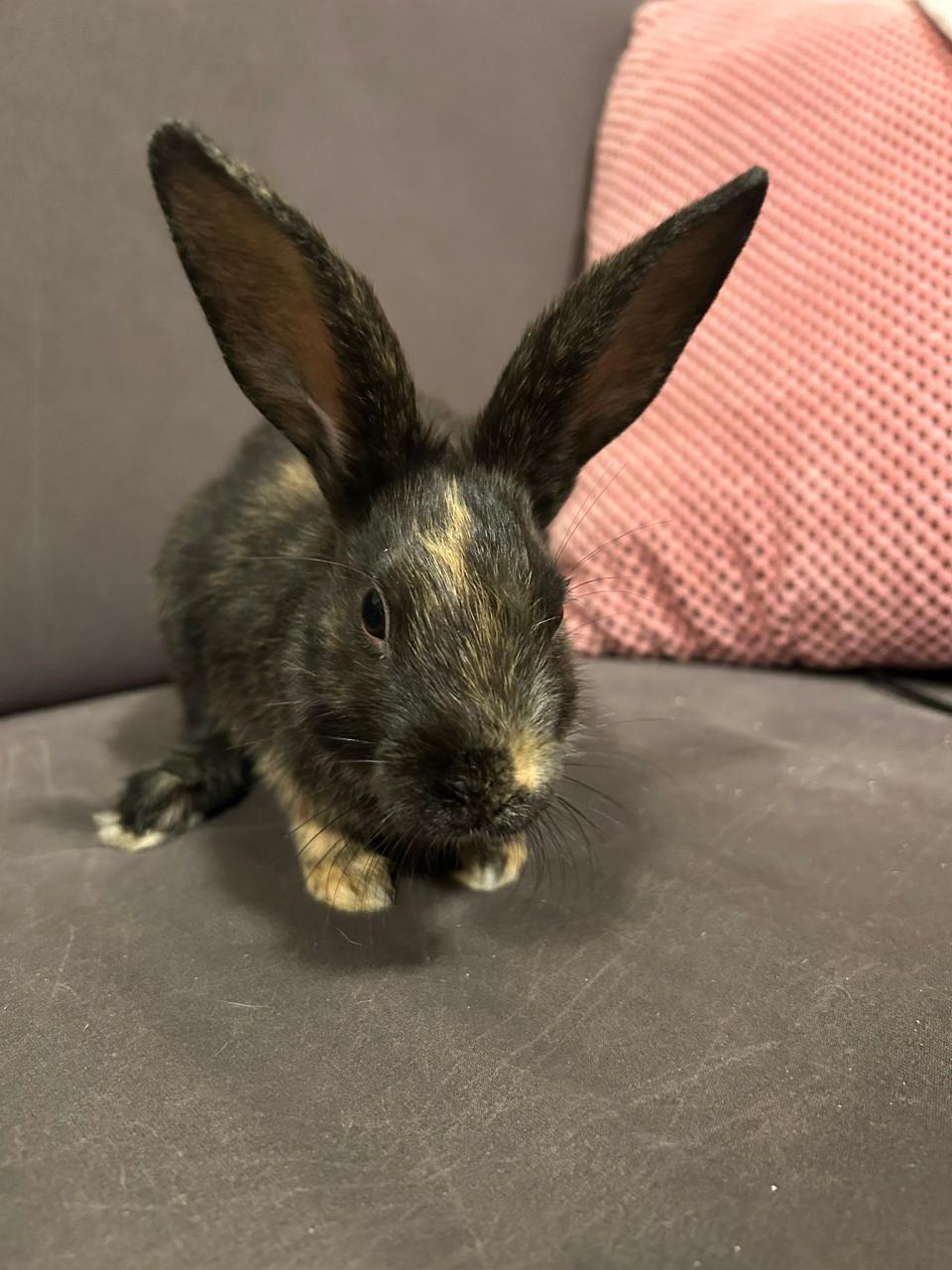 3 lieve baby konijntjes