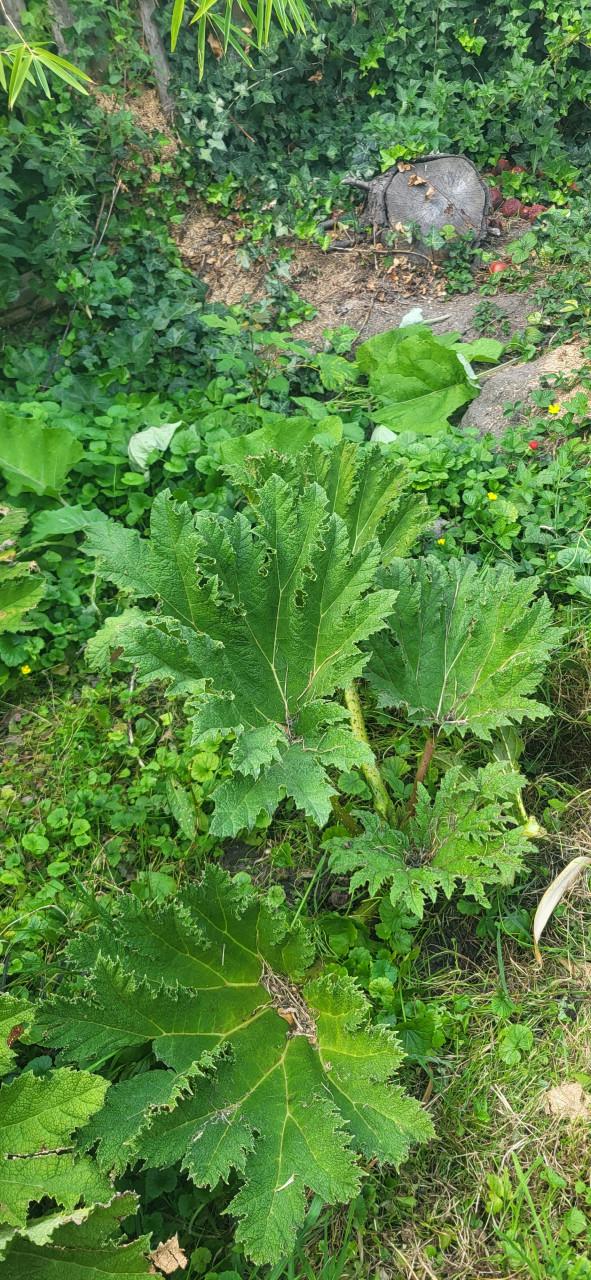 Gunnera Manicata