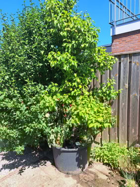 Twee mooie oude peren bomen