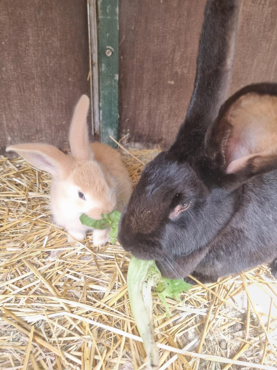 Vlaamse reus konijntjes