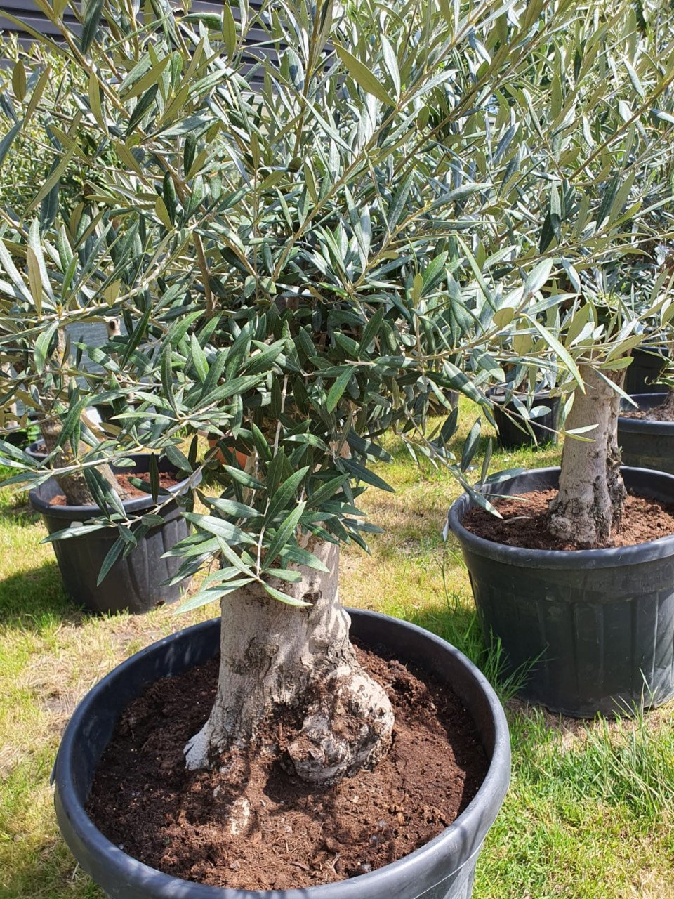 Planten