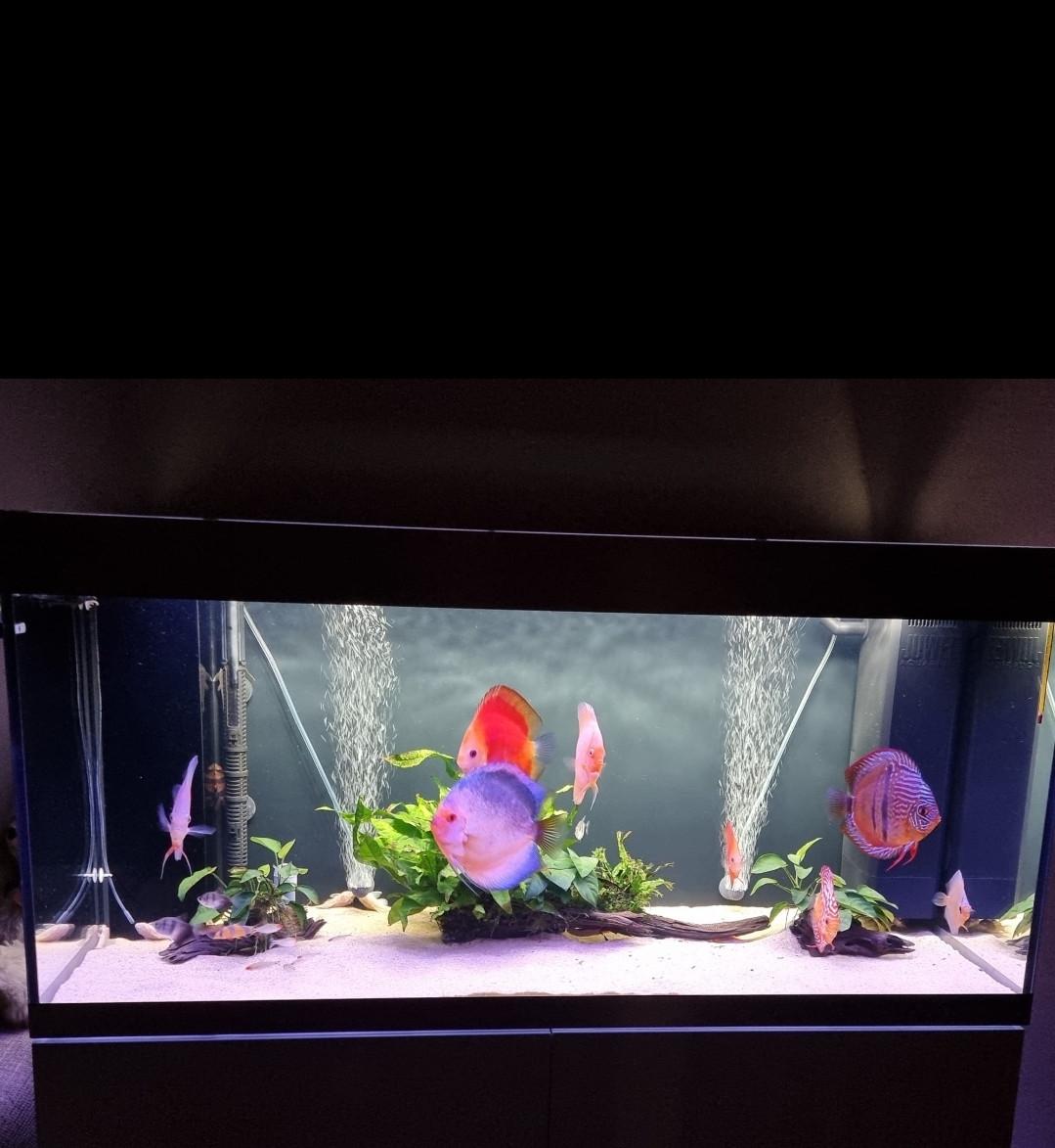 Oase Highline 300 / Discusvissen