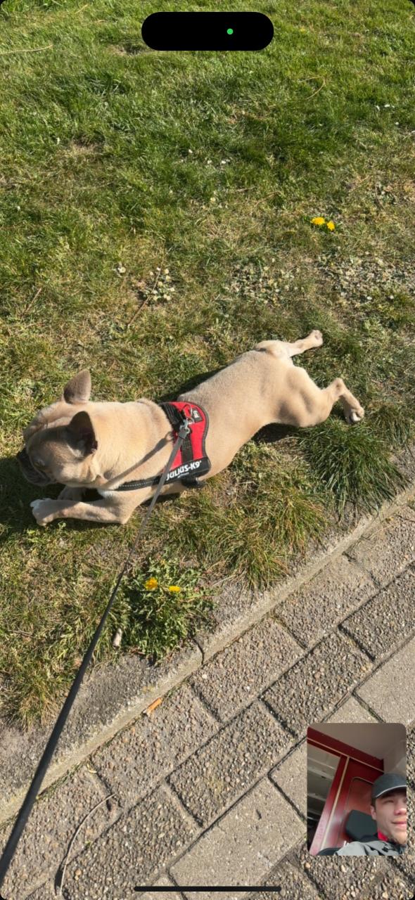 Franse Bulldog