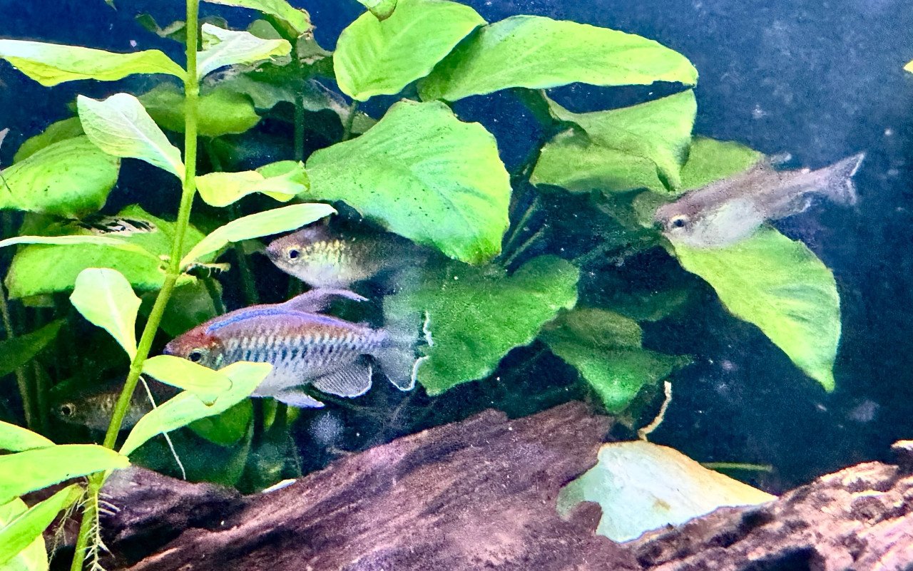 Congo zalmen