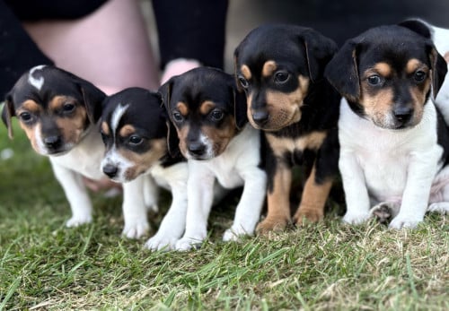 Prachtige boerenfox pups