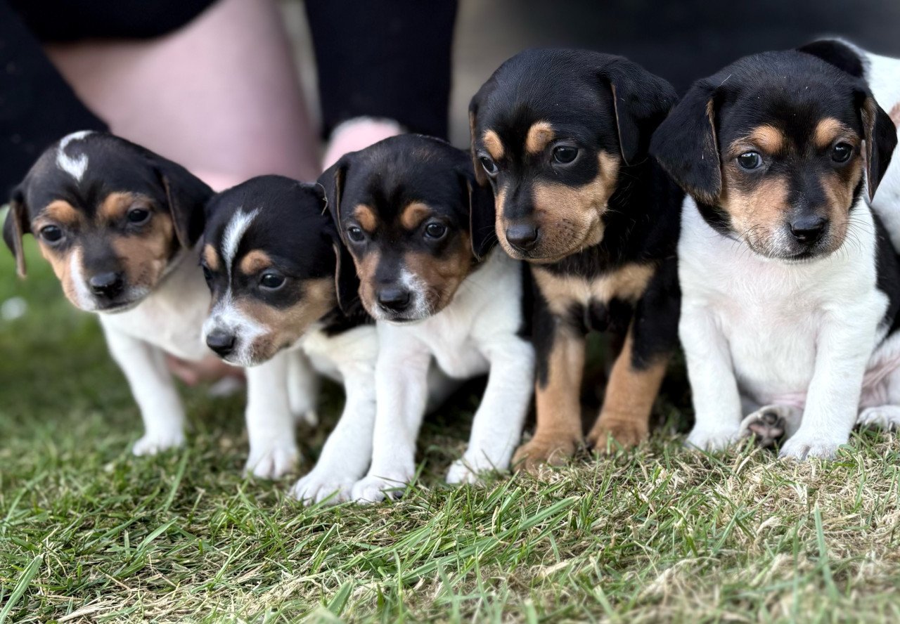 Prachtige boerenfox pups