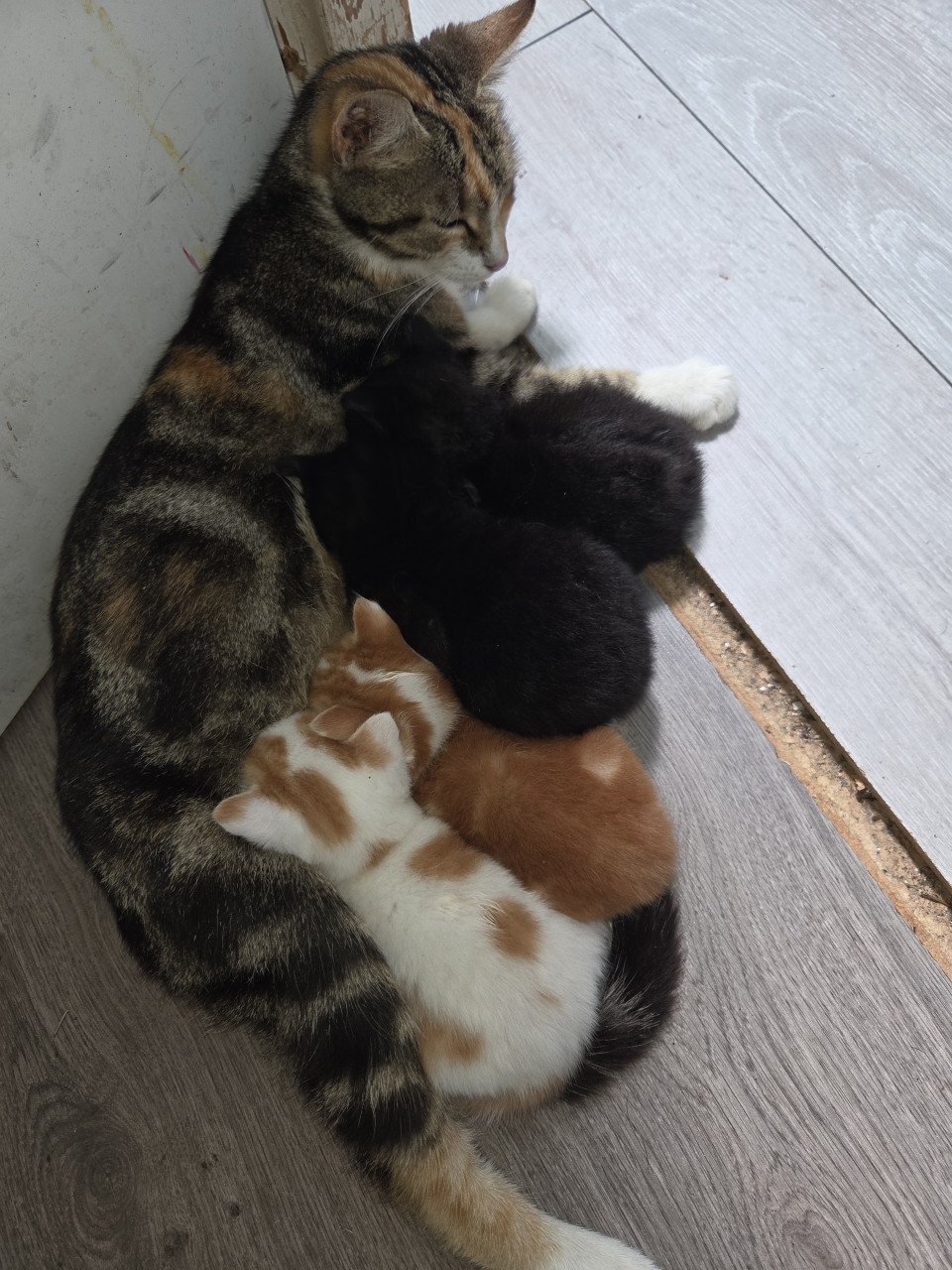 Kittens