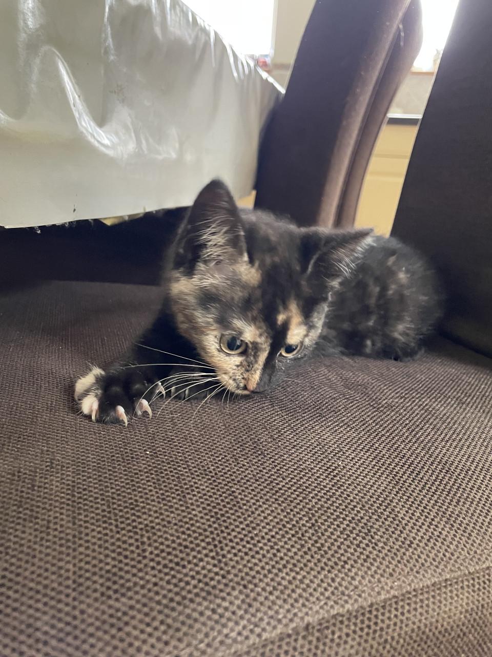 Kittens mannetje en vrouwtje