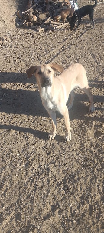 Alora Dog Rescue: Paco, speels, ondeugend en vrolijk