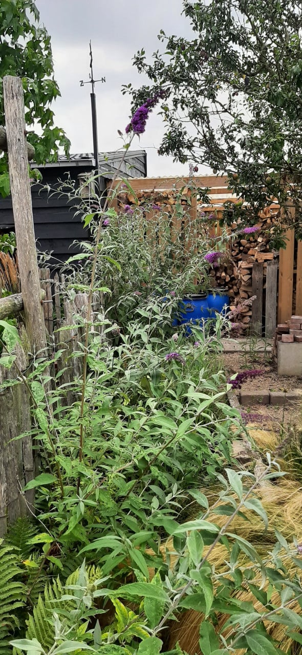 Te Koop: Vlinderstruiken