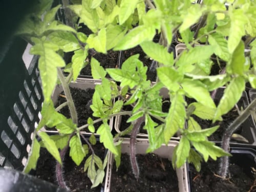 Tomatenplanten