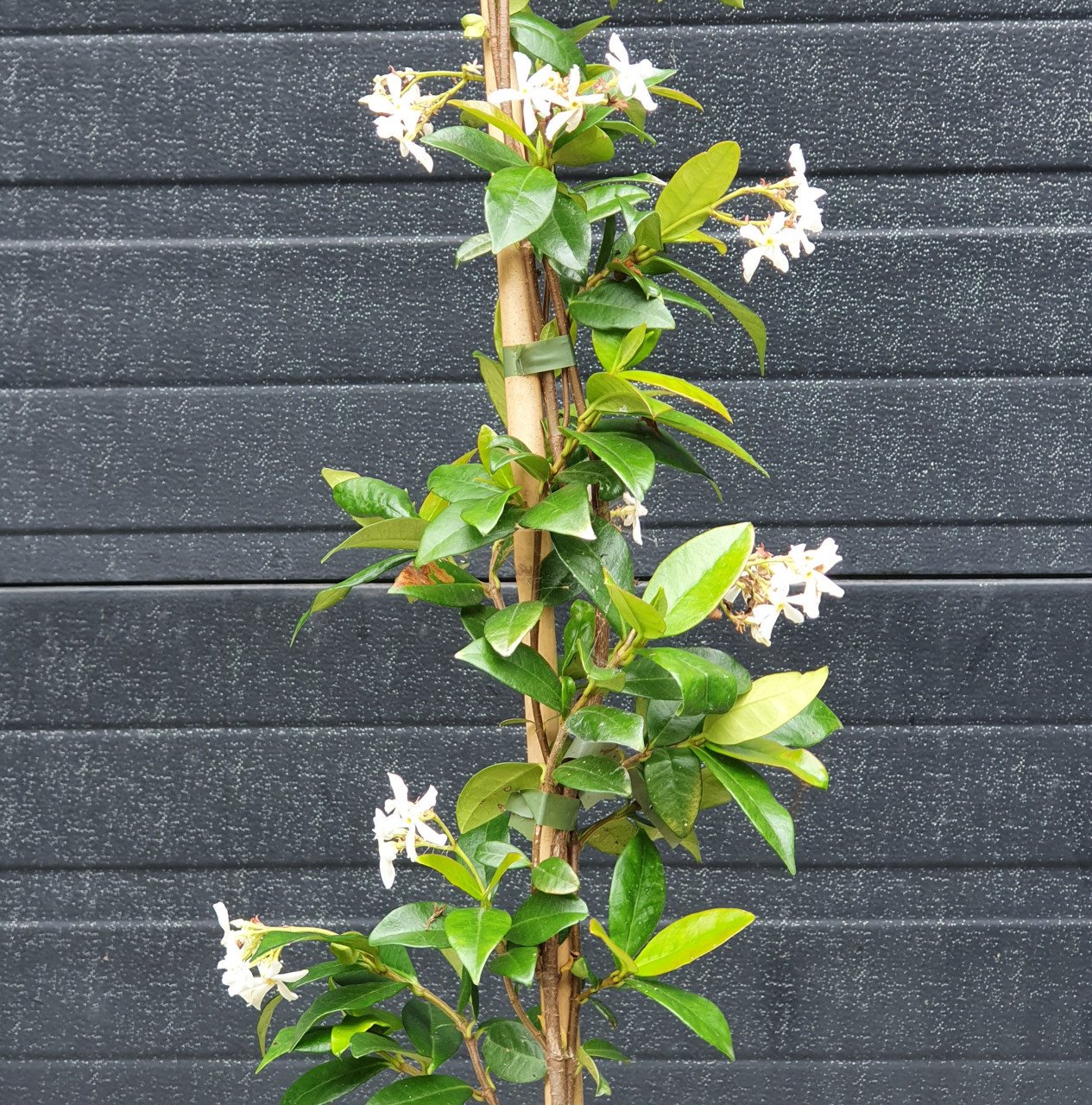 Toscaanse jasmijn, oleanders en meer