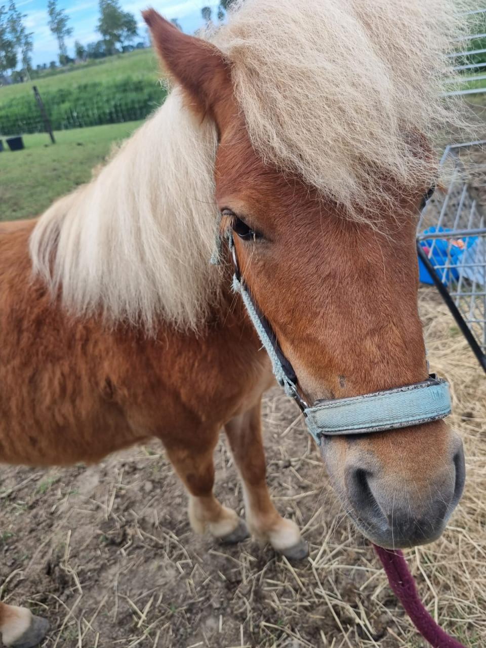 Te koop: shetland ponny