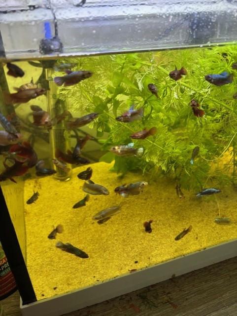 Siamese kempvissen  beta