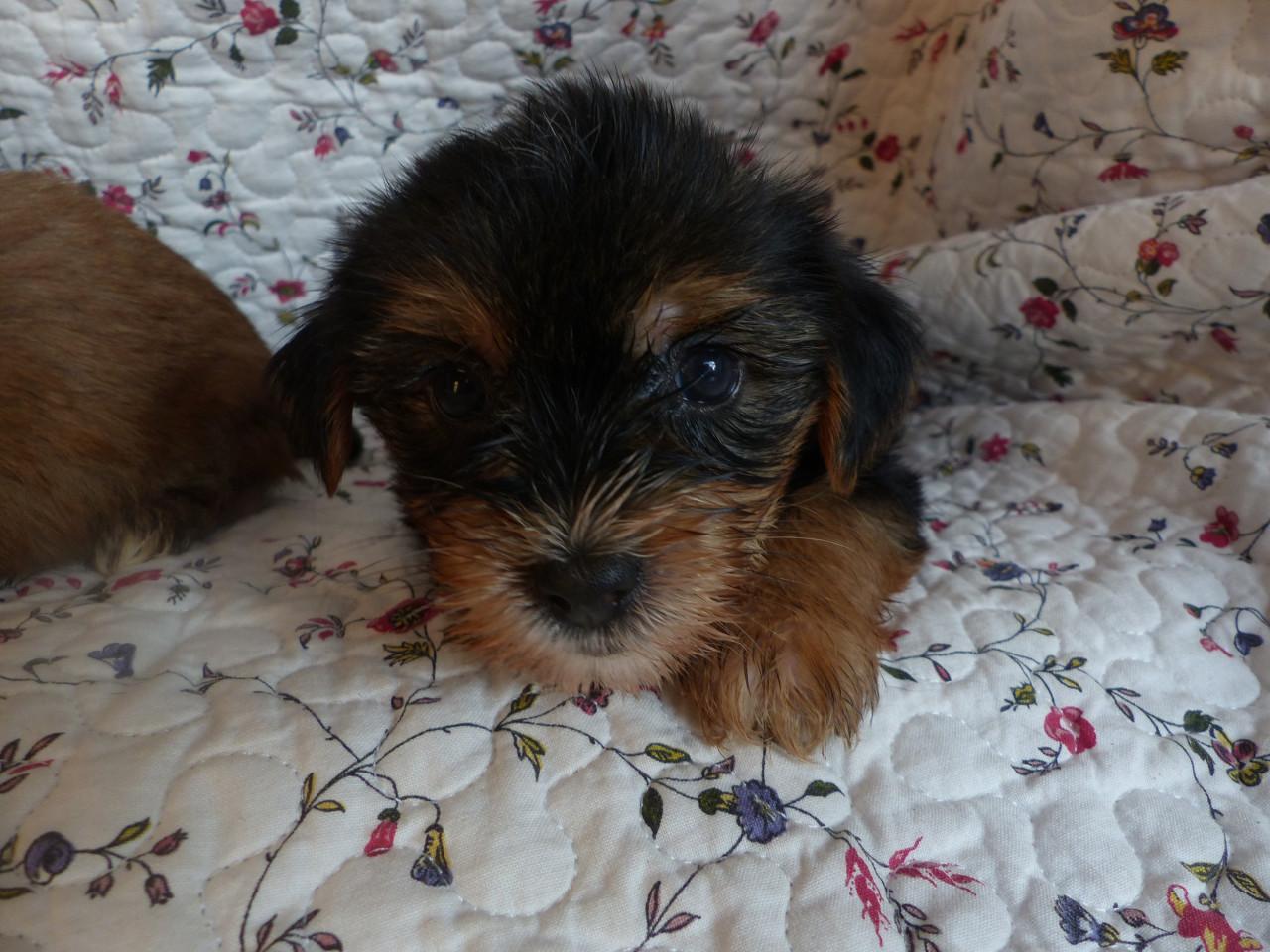 Gezonde mooie pups te koop niet doorgefokt