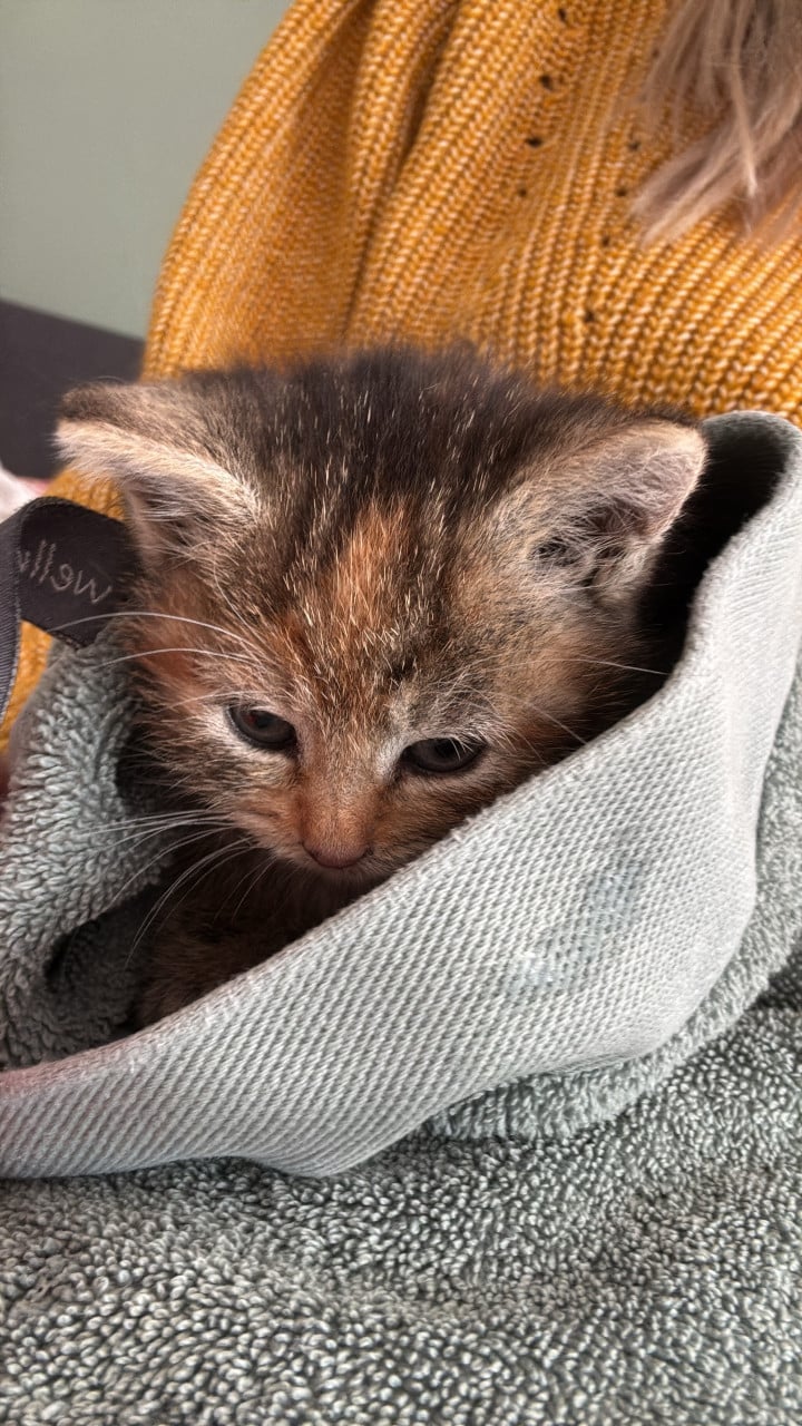Kitten