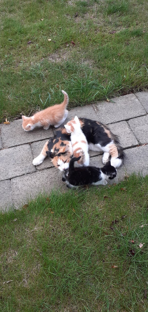 Kittens
