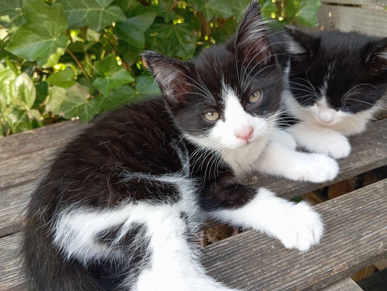 Lief vrouwtjes kitten