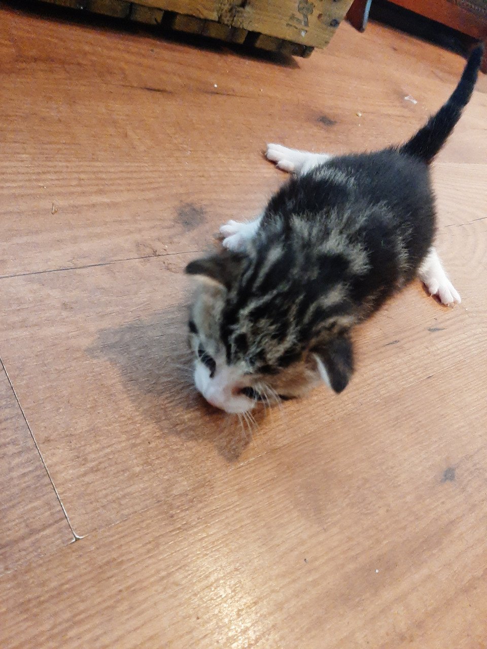 Kittens