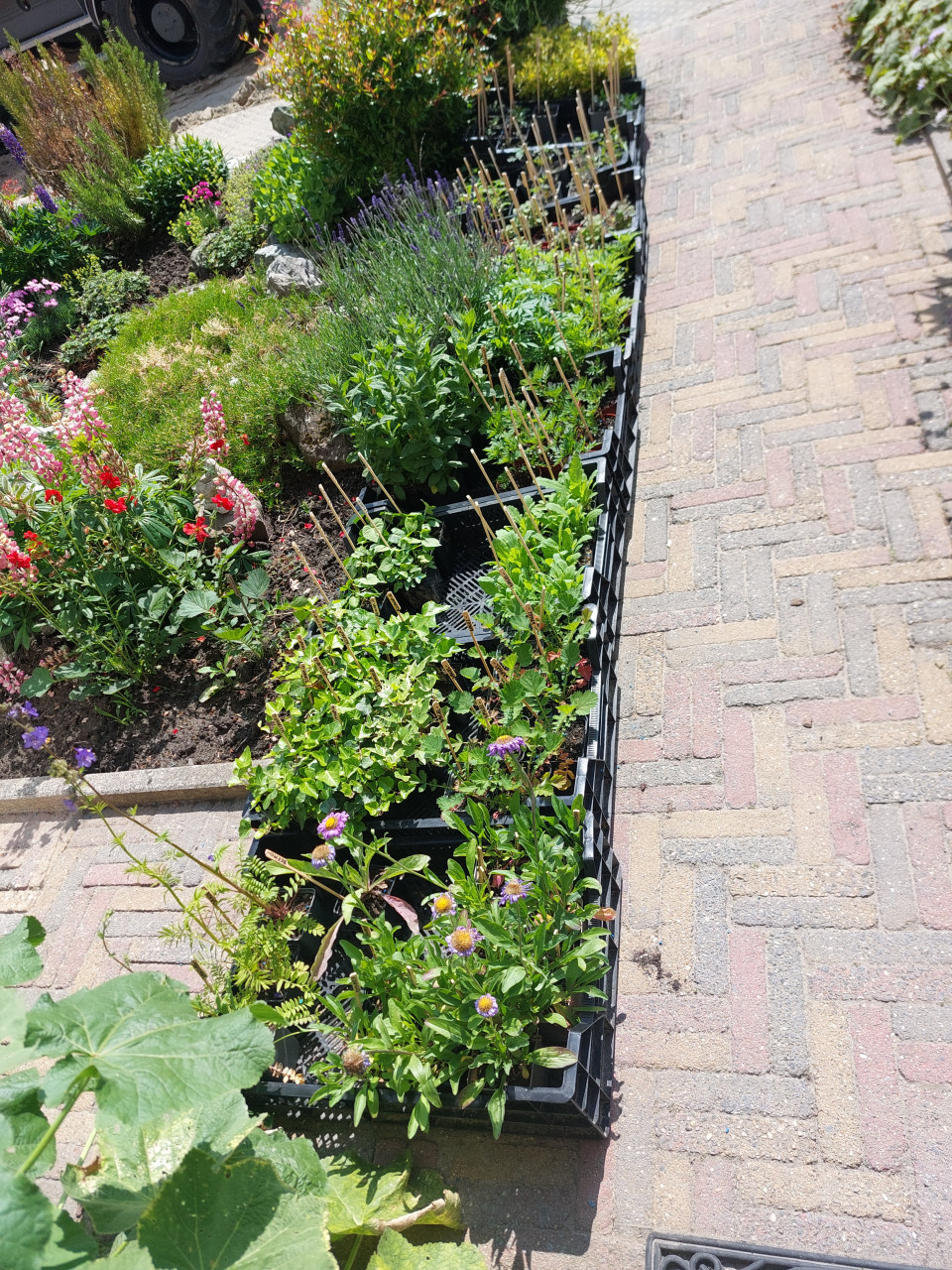 TOMATEN PLANTEN EN SIERTUIN PLANTEN BIJ DE VOORDEUR + bomen VEEL NIEUWE