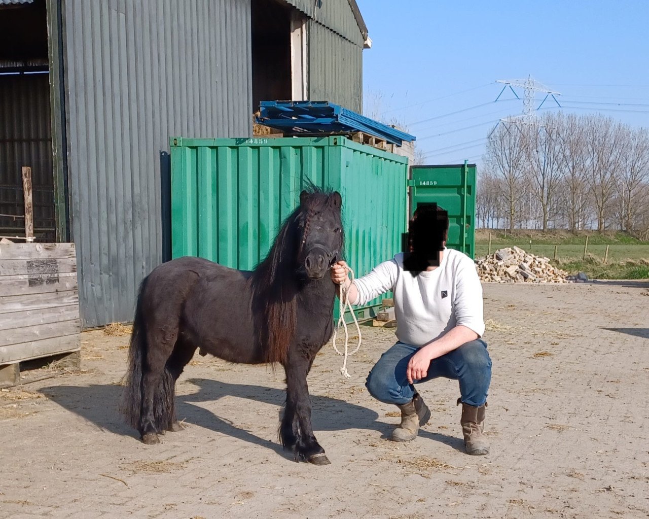 Shetlander hengst 3 jaar