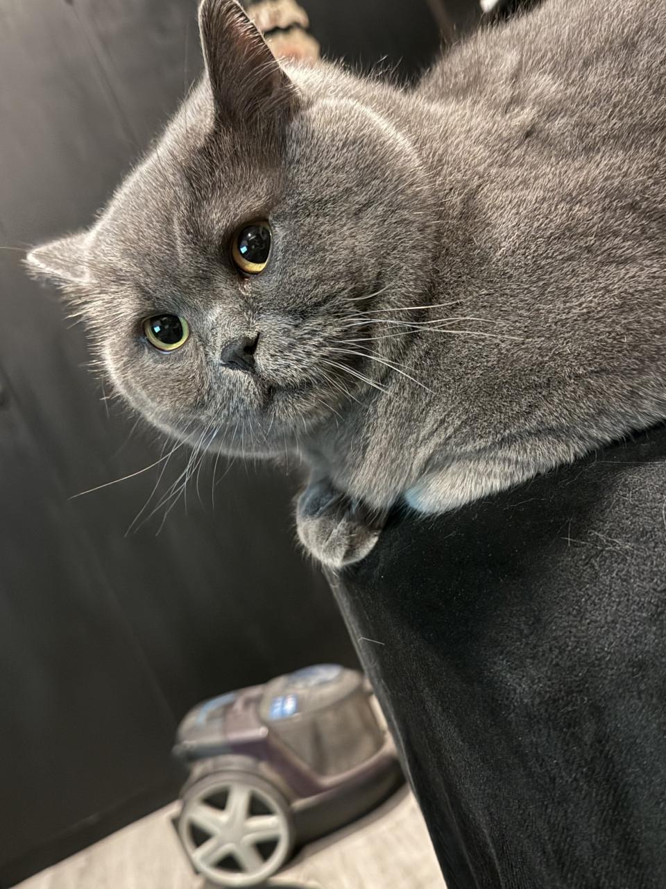 Lieve Britse korthaar kater