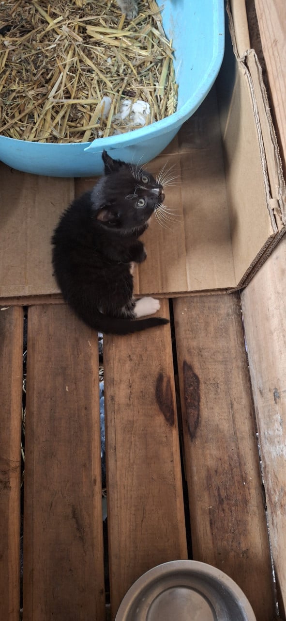Lieve kittens te koop