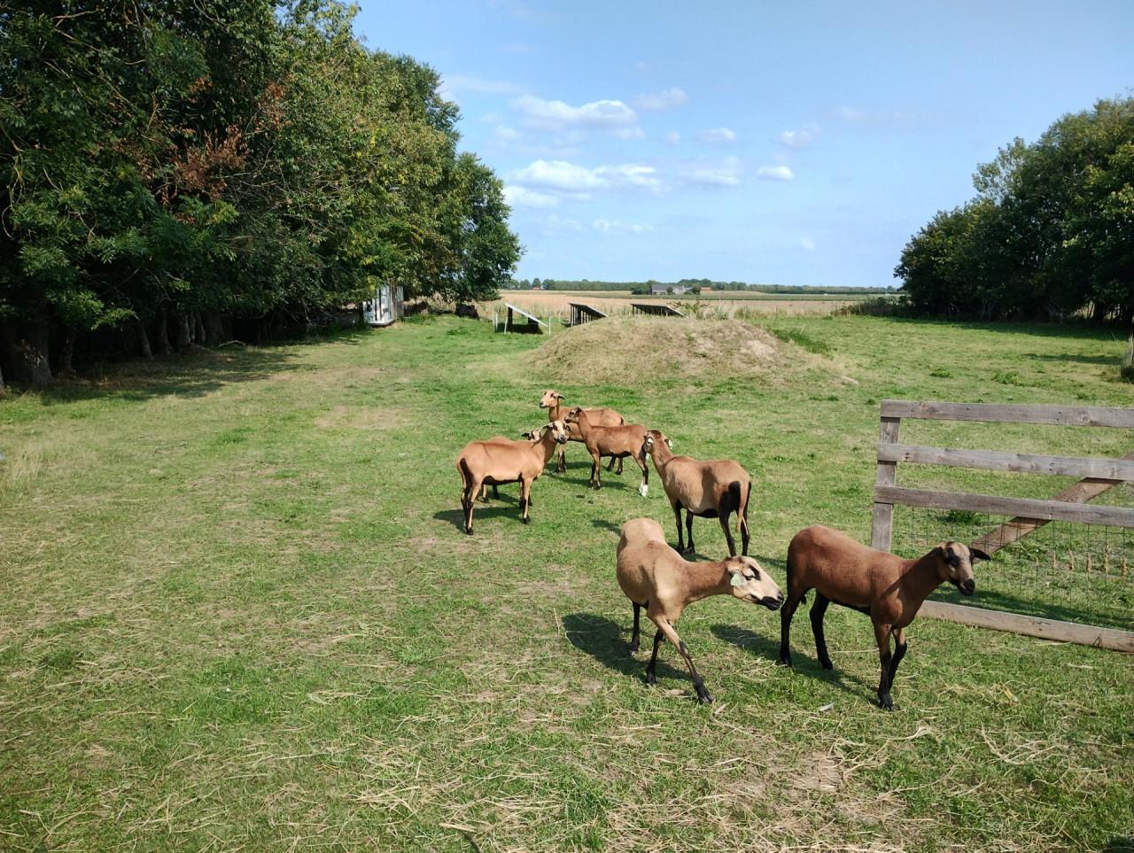 Schapen barbados black belly
