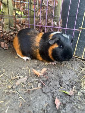Mannetjes cavia