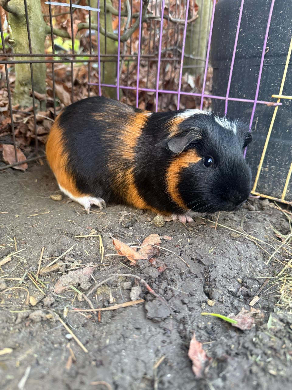 Mannetjes cavia