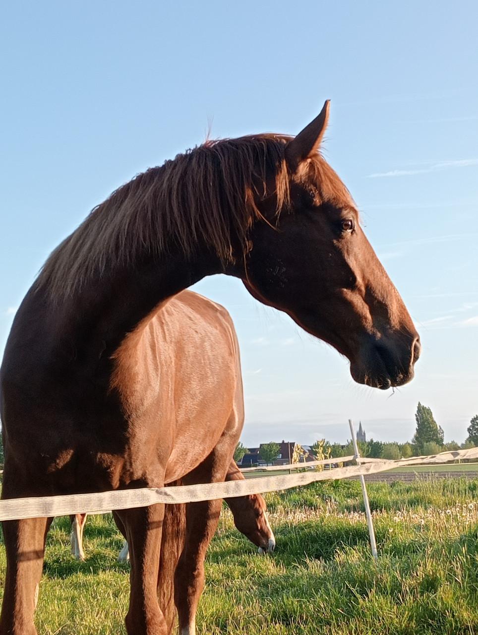 4 jarige merrie