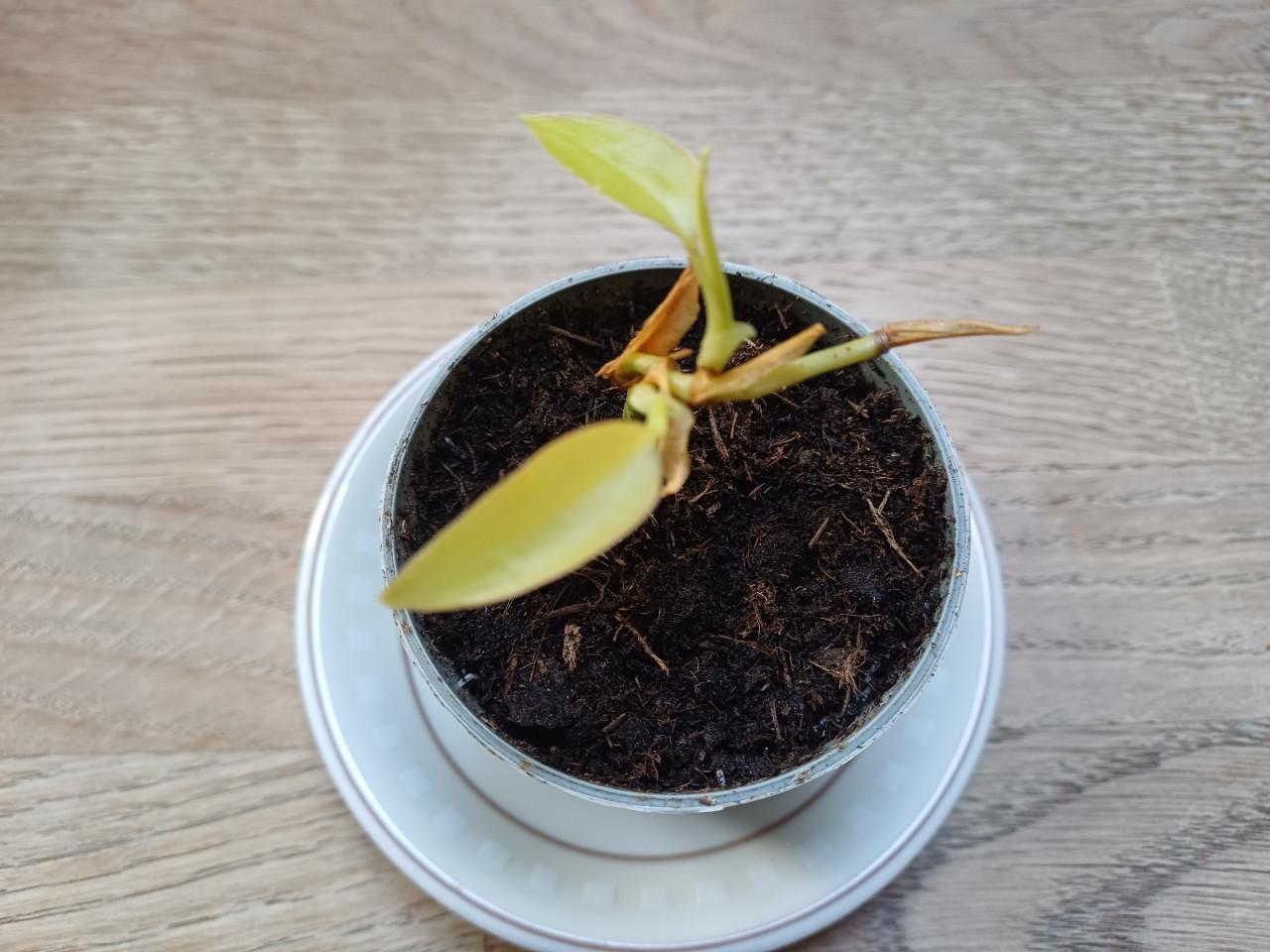 Twee stekjes van de Philodendron Lemon Lime - samen 1,50!