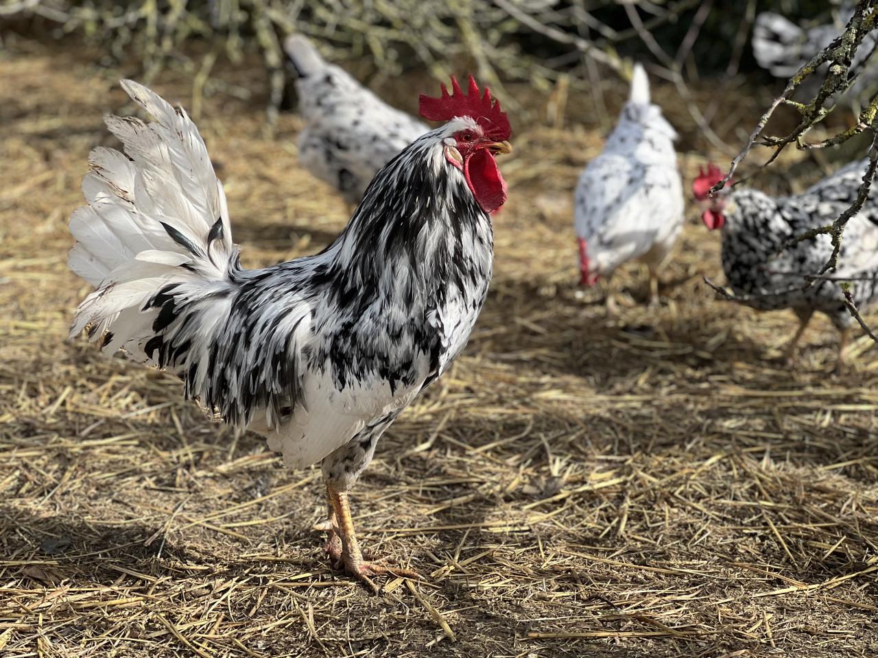 Broedeieren te koop van Bonte Leghorn