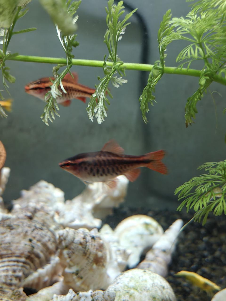 Vissen en aquarium