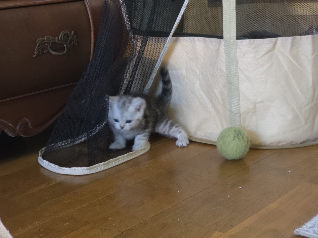 Brits korthaar silver tabby (Whiskas)