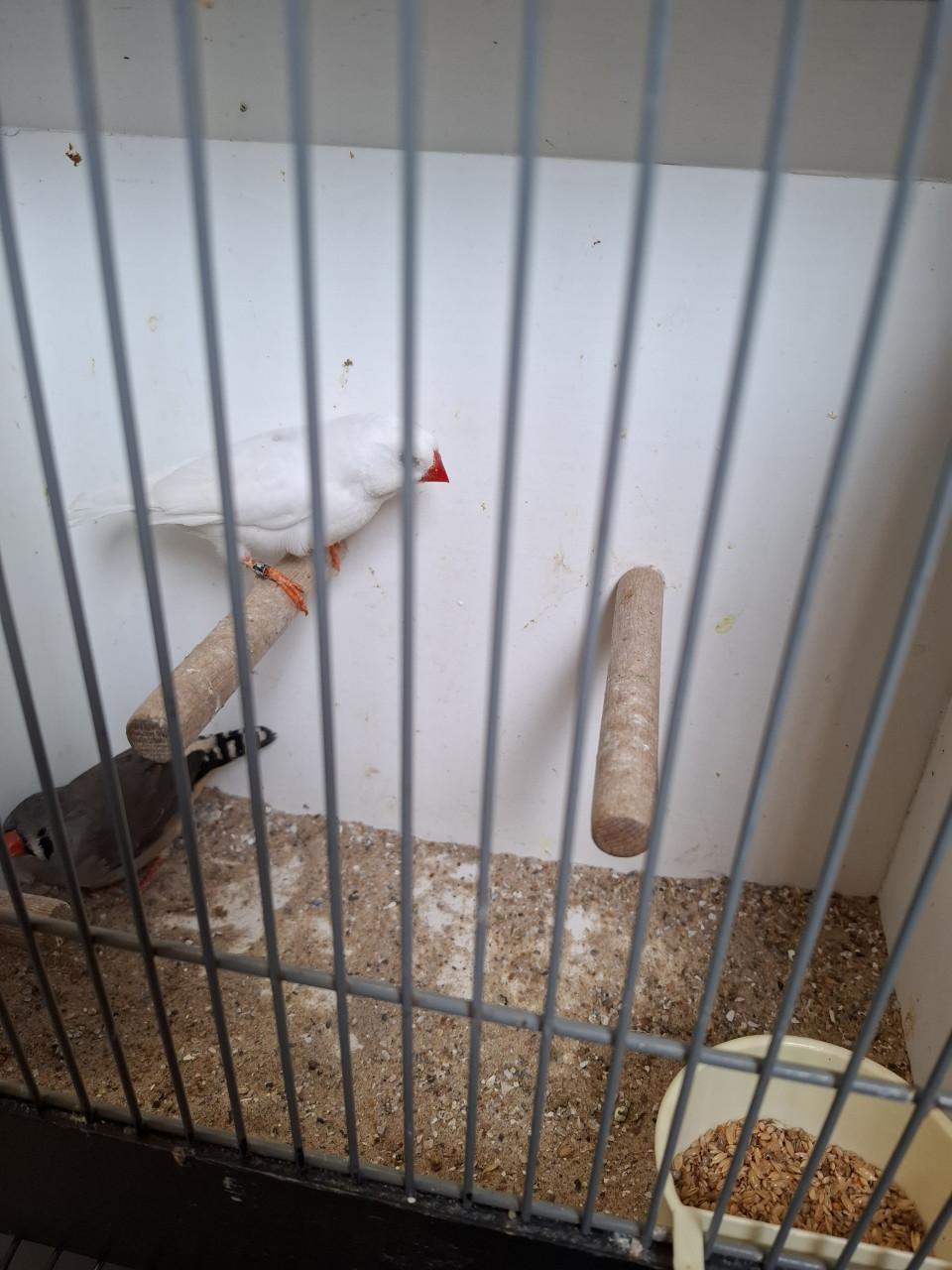 Grote zebravinken  ( onverwant.)