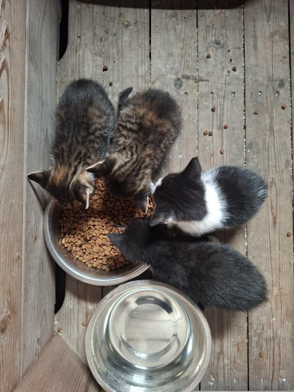 Gereserveerd. Kittens ( nog 1 zwart-witte beschikbaar)