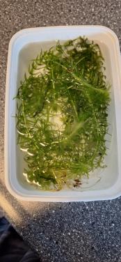 Aquarium Zuurstofplant
