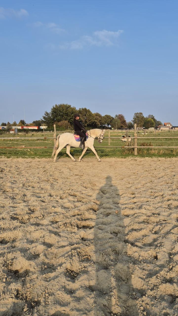 Lieve 12 jarige epony