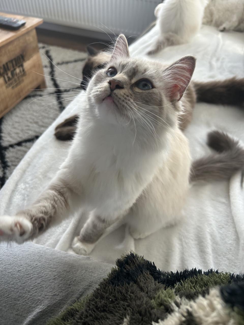 Super mooie jonge Siberische poes met prachtige blauwe ogen