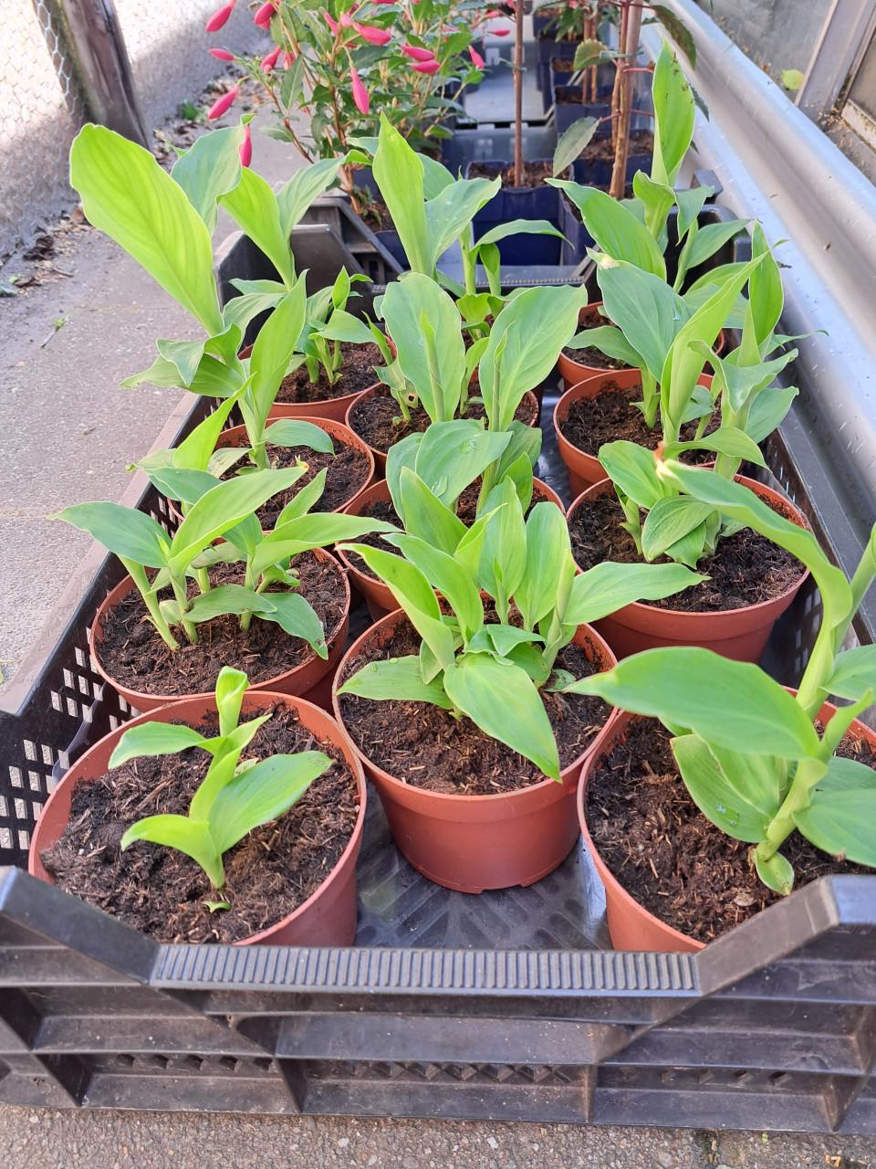INDISCH  RIET ( CANNA)