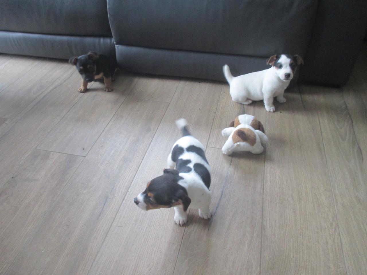 Mooie kleine jack russell pups