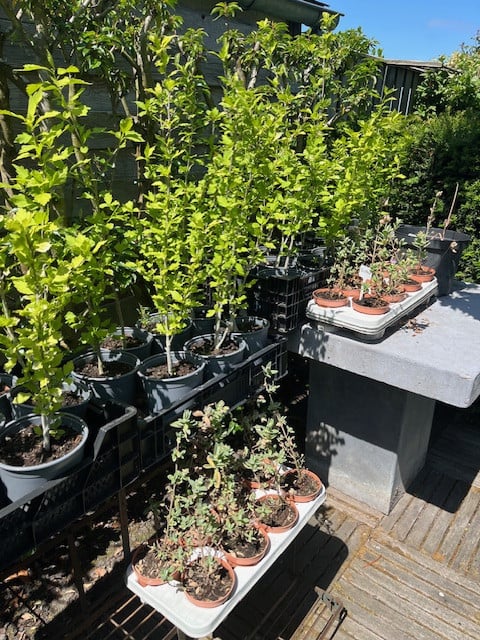 Plant - Cistus