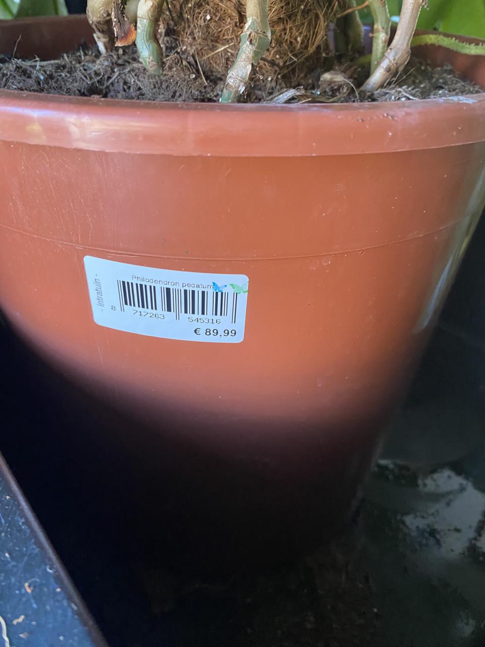 Prachtige, grote nieuwe kamerplant