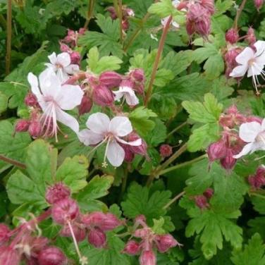Wilde geraniums lichtroze