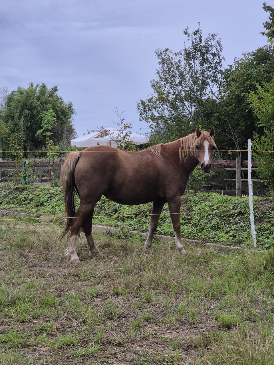 Welsh merrie 1.25h 5jaar