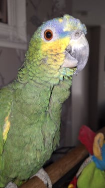 Papagaai  met kooi