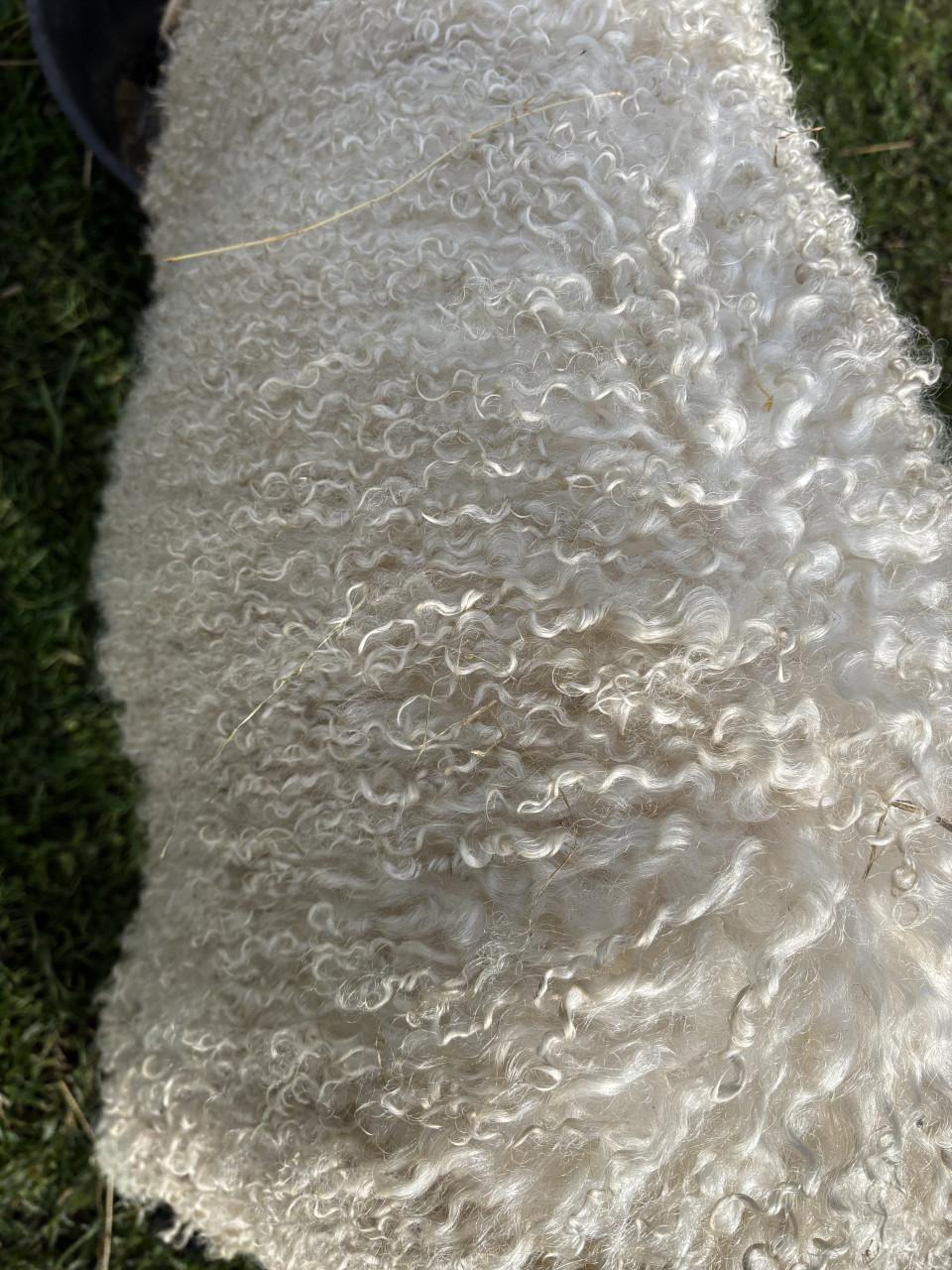 Wol van onze Wallische Schwarznase