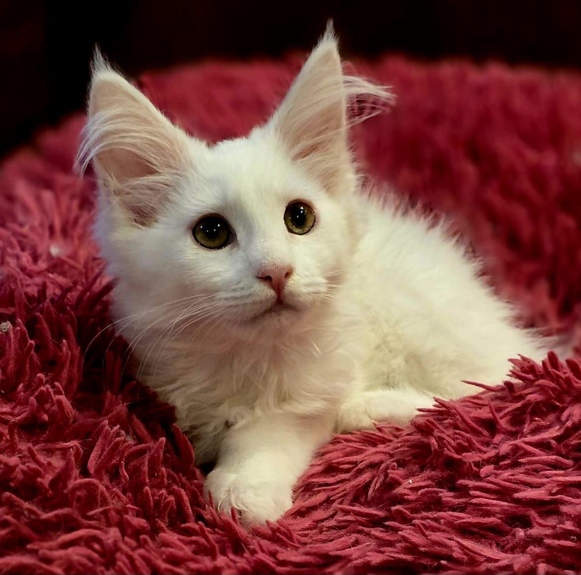 Maine Coon kitten, spierwit